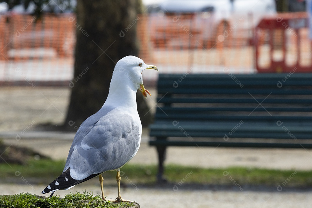 Gaivota gritando sobre um tronco de arvore na cidade do Porto