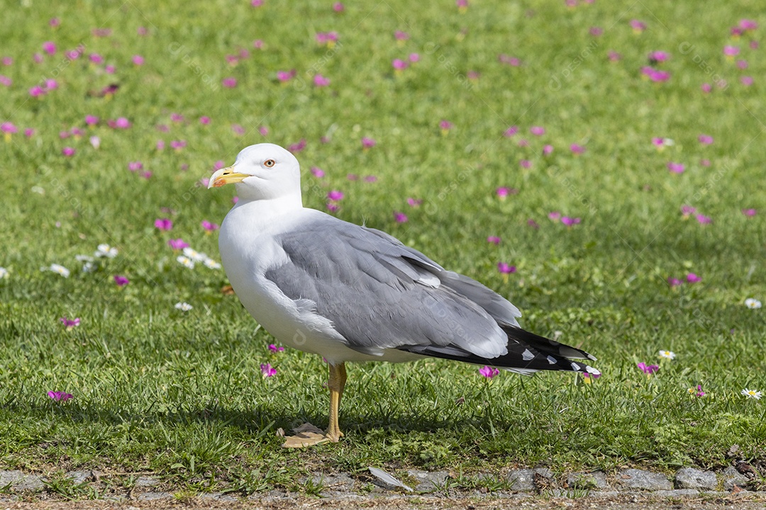 Gaivota na rotatória em jardim gramado