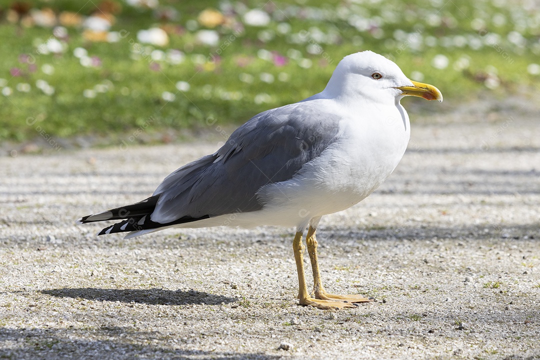 Uma gaivota na rotatória da Boa Vista