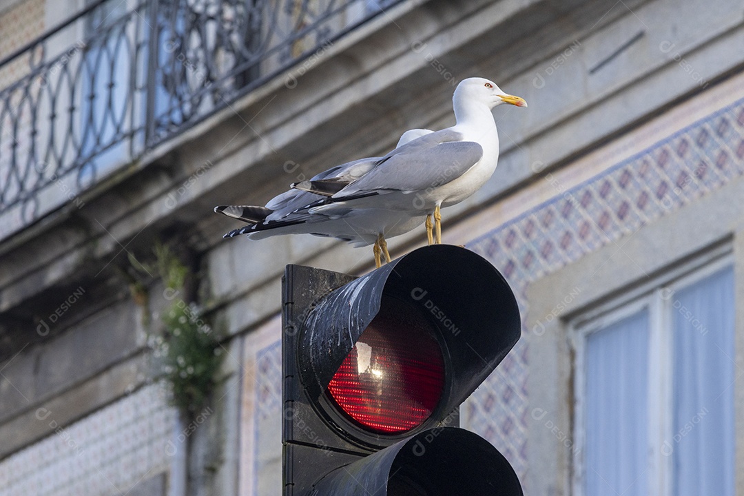 Uma gaivota em cima de um semáforo