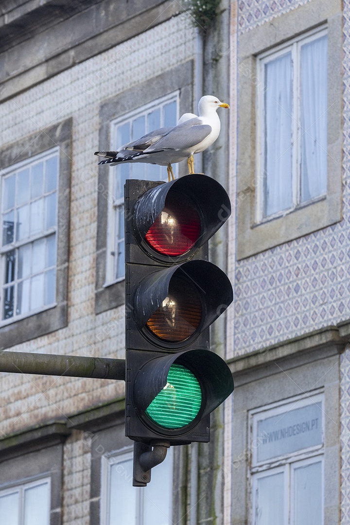 Uma gaivota em cima de um semáforo