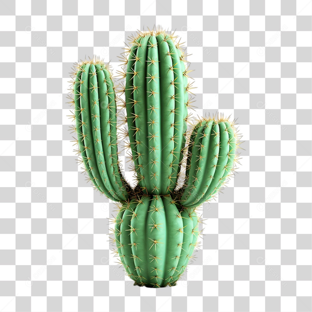 Planta Cacto PNG Transparente