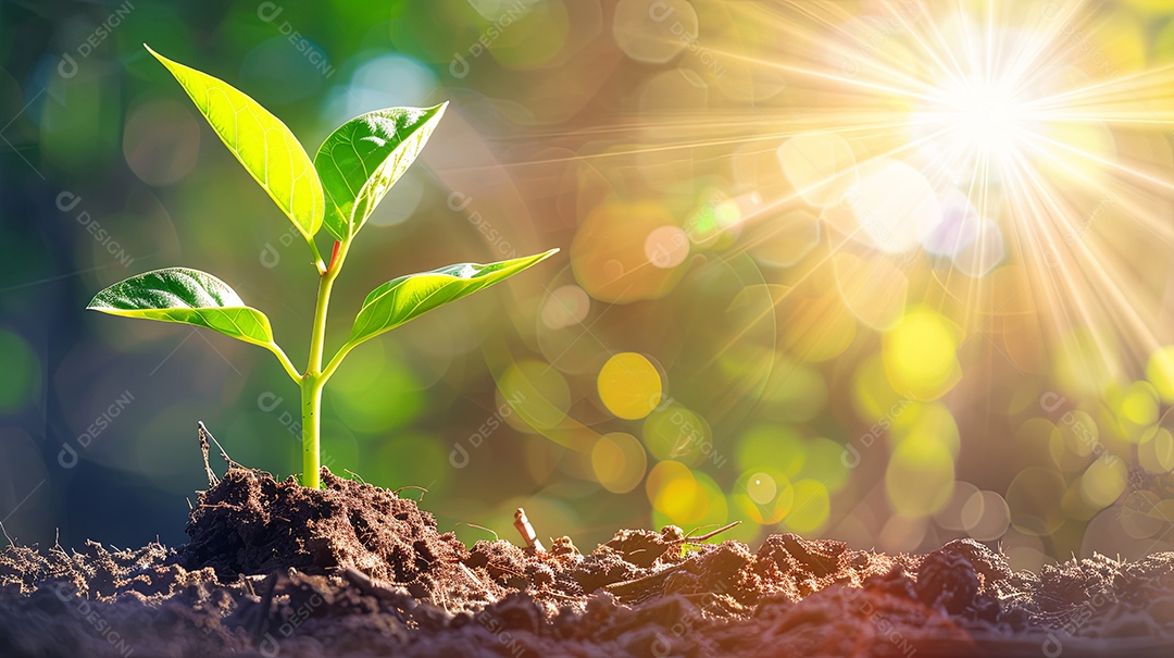 Planta cresce do solo à luz do sol rodeada de terra