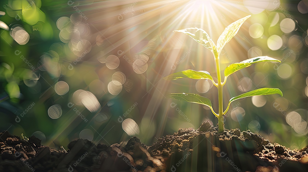 Planta cresce do solo à luz do sol rodeada de terra
