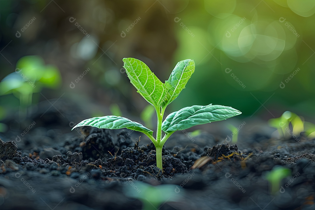 Imagem real da irrigação por gotejamento em uma única planta no jardim