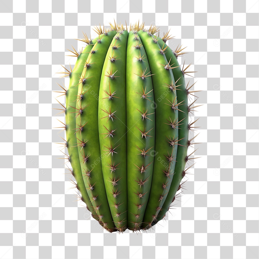 Planta Cacto PNG Transparente