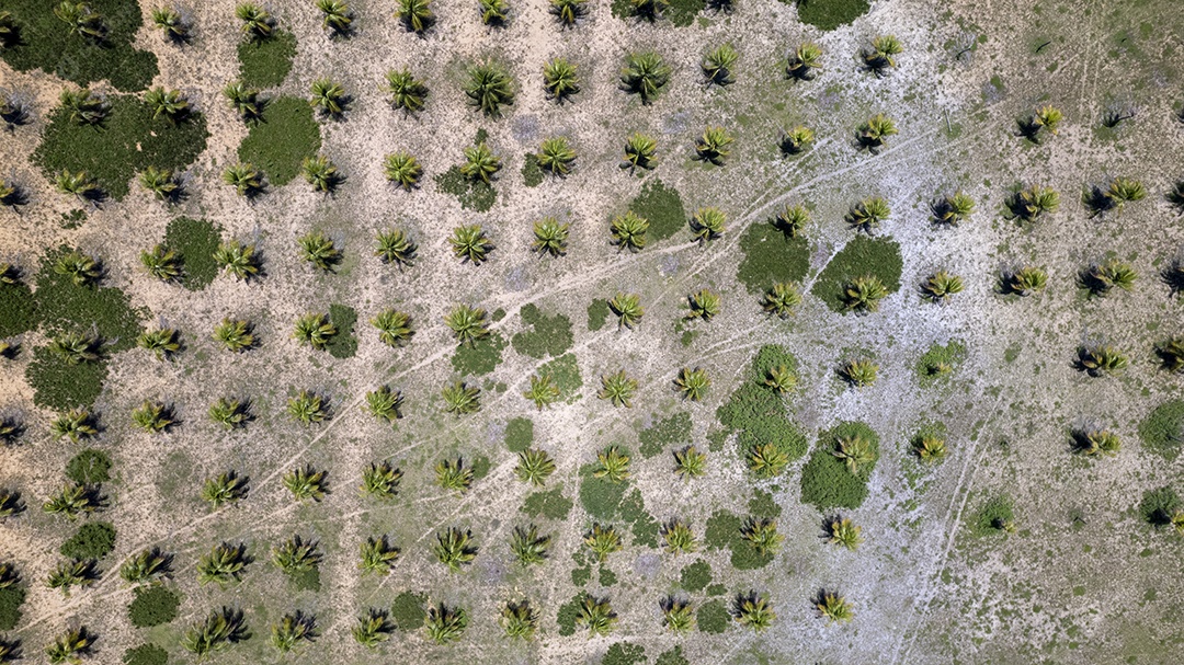 Vista aérea de plantação de coco na Praia de Pipa