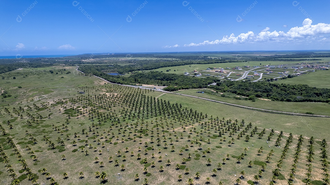 Visão aérea da plantação de coco na praia de Pipa em Tibau