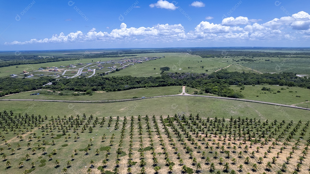 Plantio de coco na praia de Pipa em Tibau Natal
