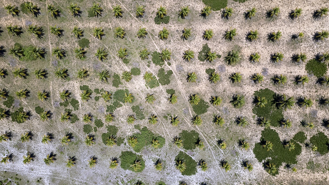 Linda plantação de coco na praia de Pipa em Natal