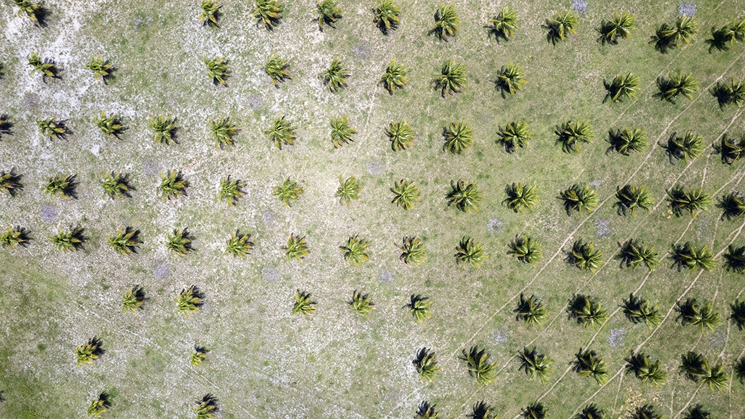 Plantação de coco na praia de Pipa em Natal