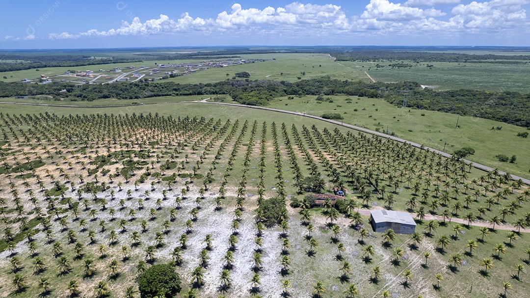 Plantação de coco na praia de Pipa em Tibau do Sul Natal