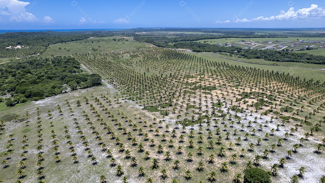 Vista aérea da plantação de coco na praia de Pipa em Tibau do Sul Natal