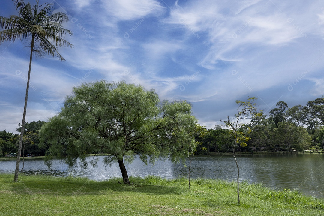 Paisagem linda na beira do lago de Ibirapuera