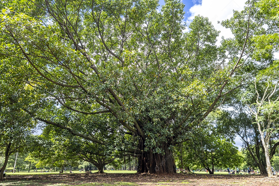 Árvore grande linda em Parque de Ibirapuera