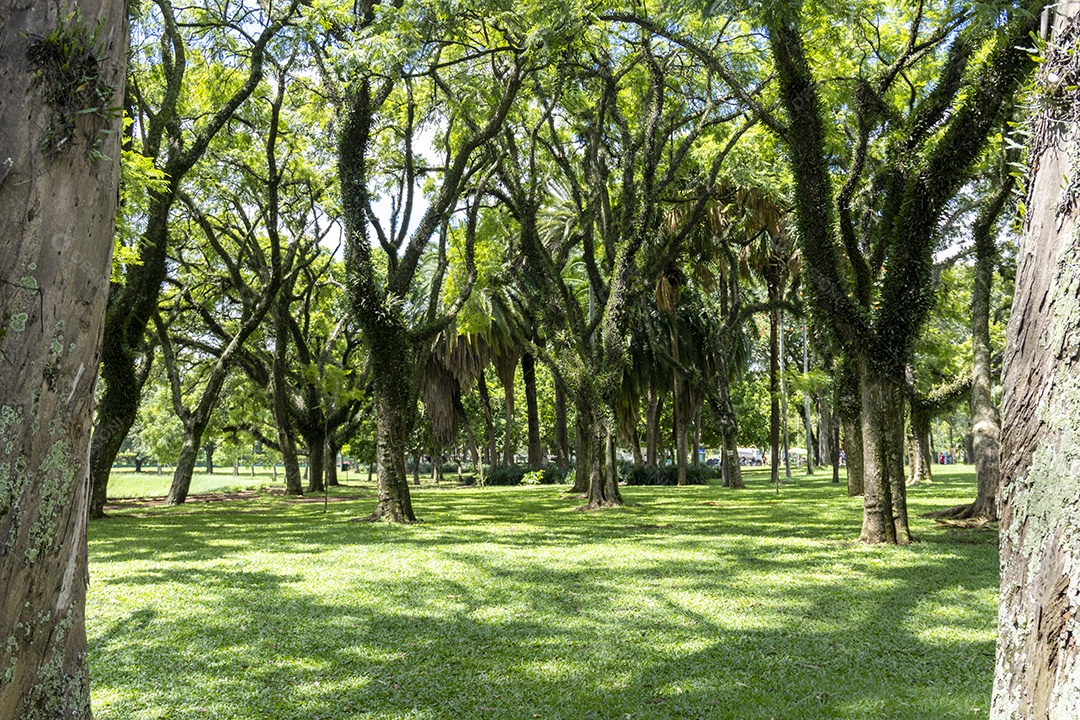 Parque Ibirapuera São Paulo
