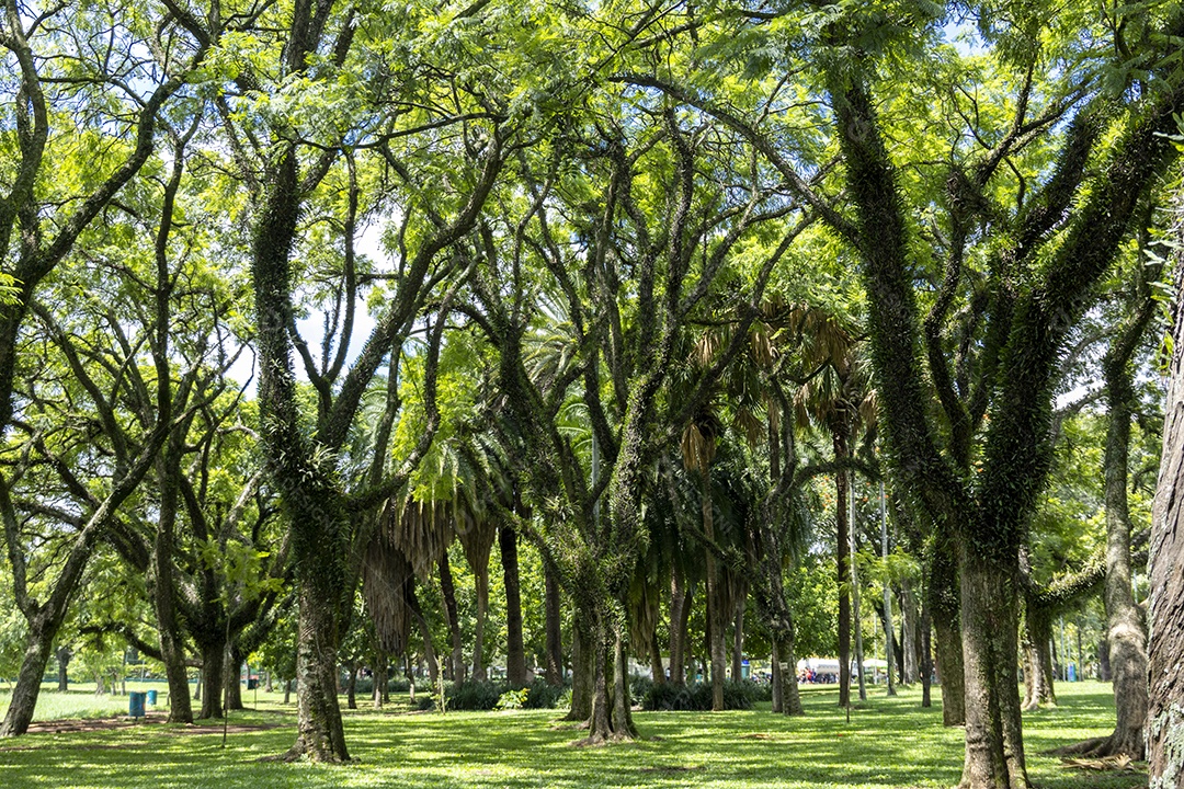 Árvores lindas em Ibirapuera Parque em São Paulo