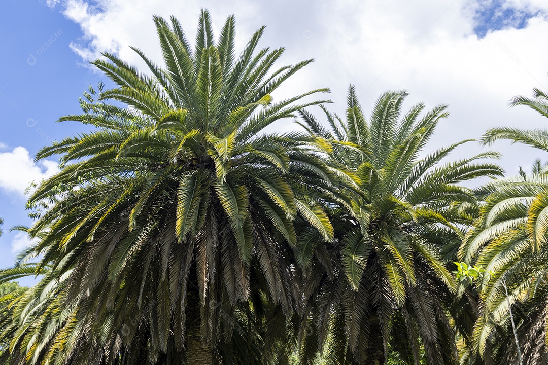 Parque Ibirapuera São Paulo