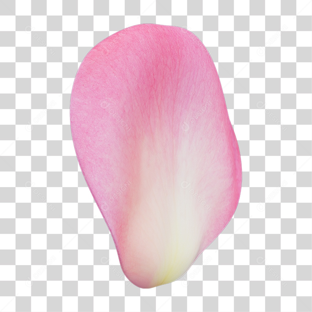 Pétalas de Rosas Flores PNG Transparente