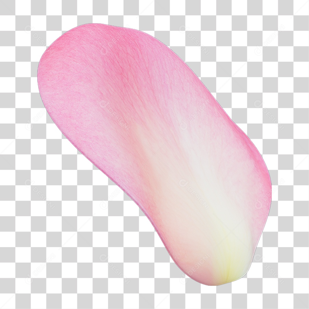 Pétalas de Rosas Flores PNG Transparente