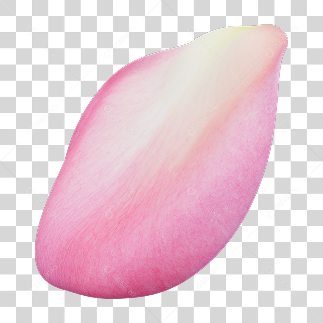 Pétalas de Rosas Flores PNG Transparente