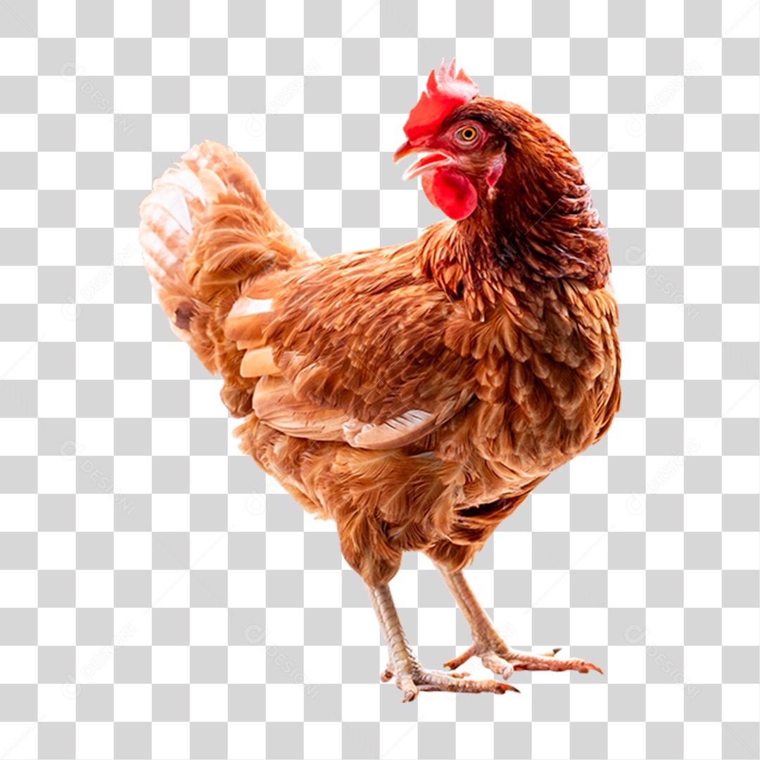 Aves Galinha PNG Transparente