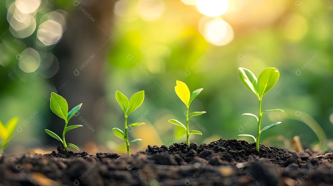 Brotos de plantinhas crescendo sobre luz solar