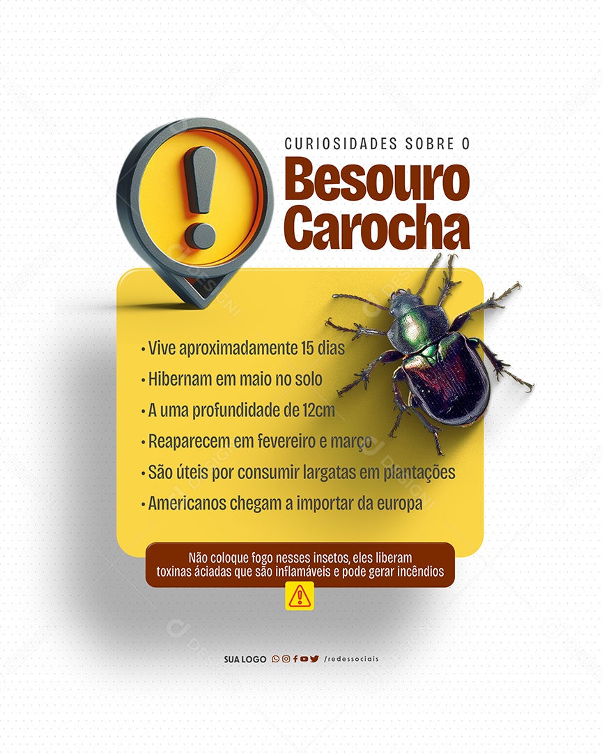 Social Media Dedetizadora Besouro Carocha Curiosidades PSD Editável