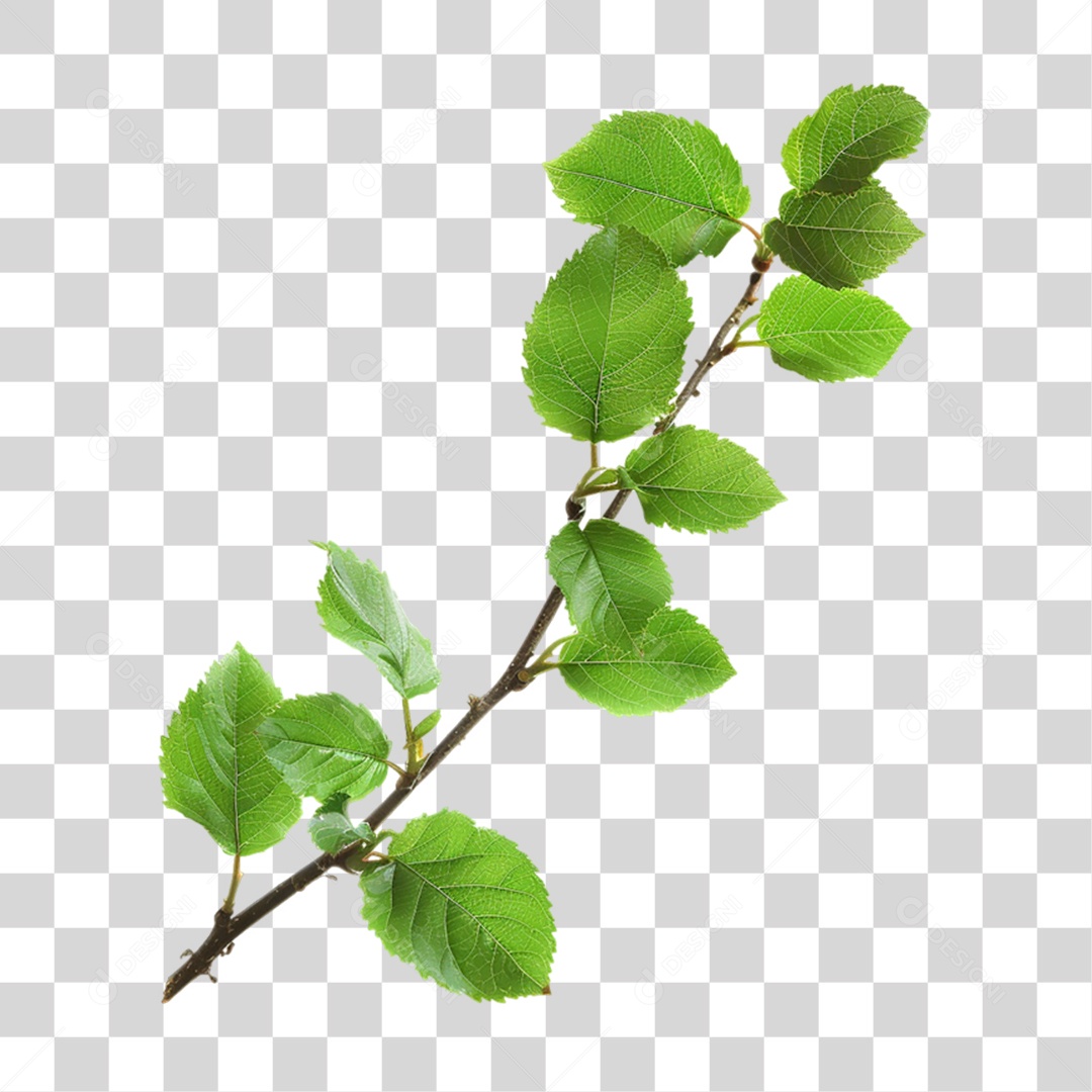 Ganho de Árvore com Folhas Verdes PNG Transparente