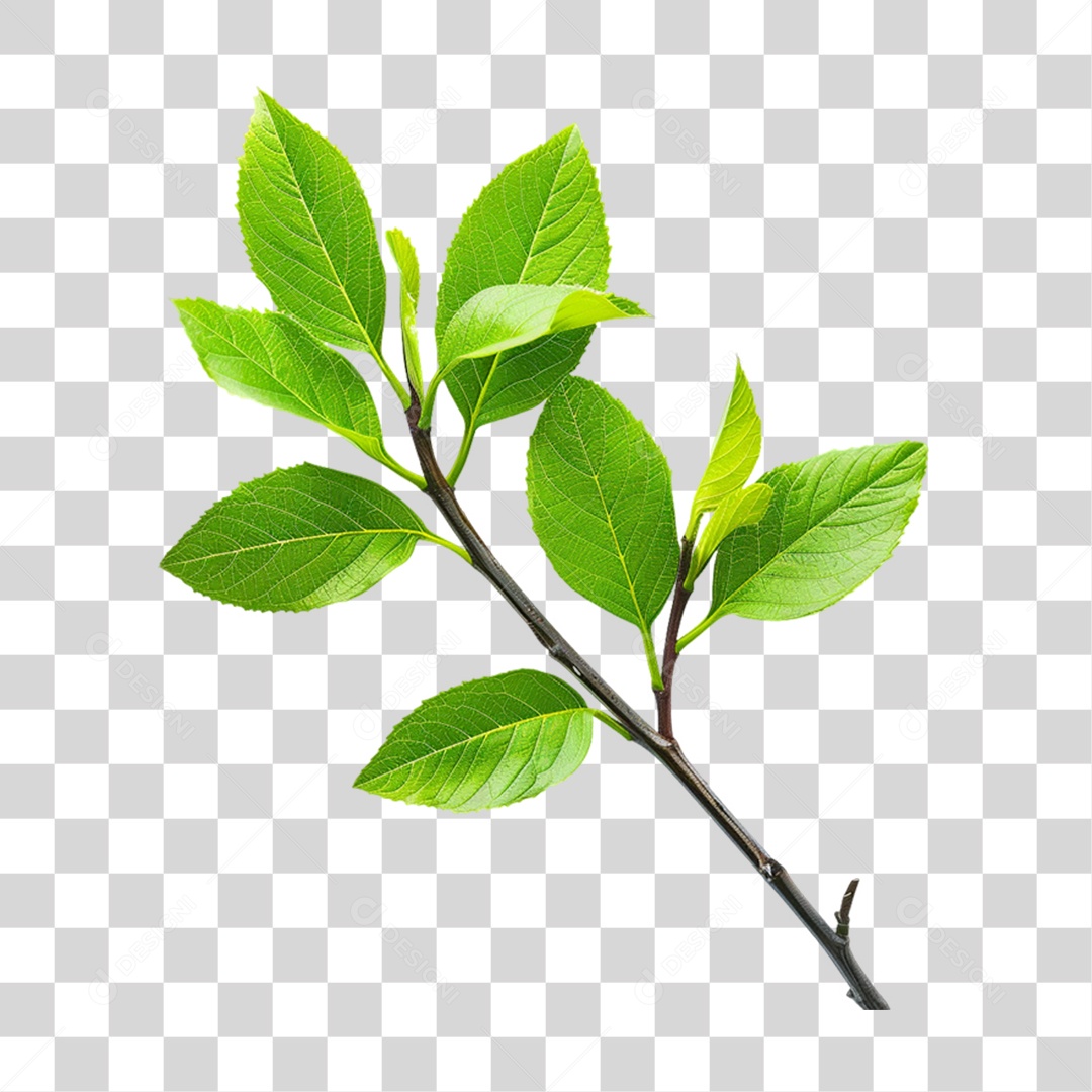 Ganho de Árvore com Folhas Verdes PNG Transparente