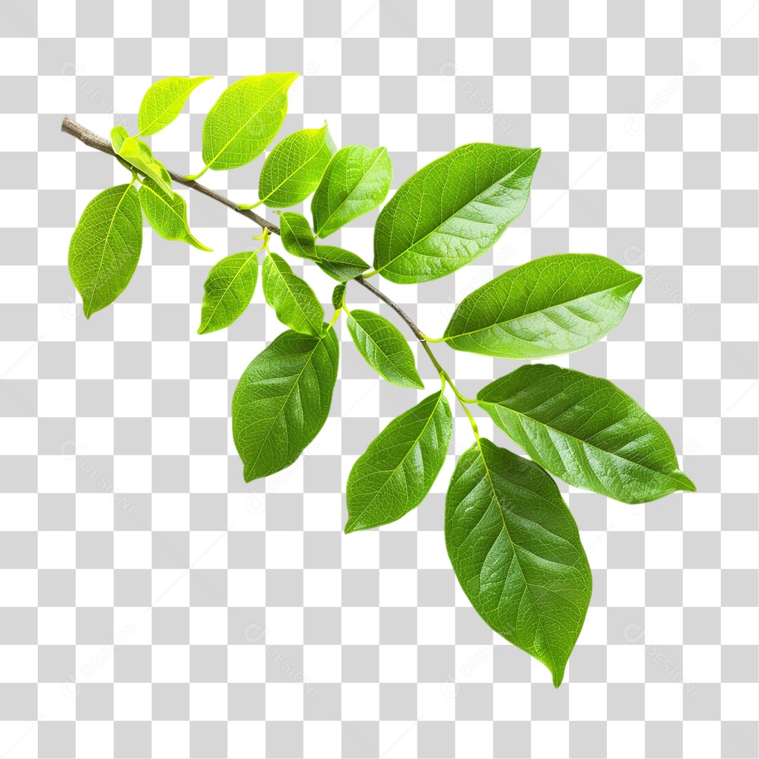 Ganho de Árvore com Folhas Verdes PNG Transparente