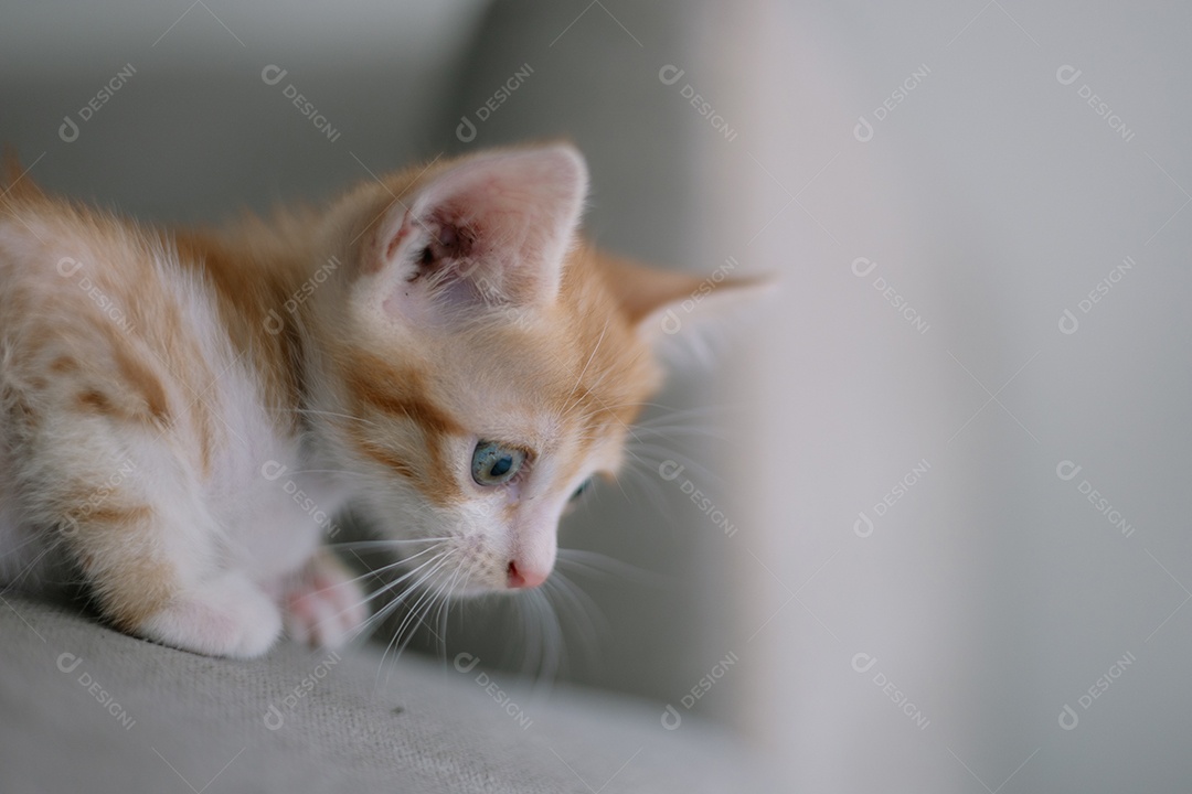 Gato lindo branco e amarelo