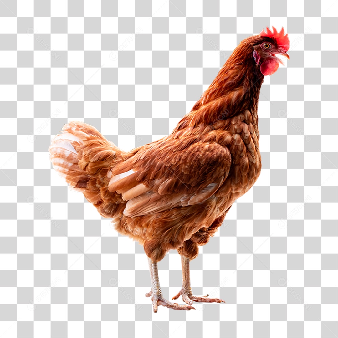 Aves Galinha PNG Transparente