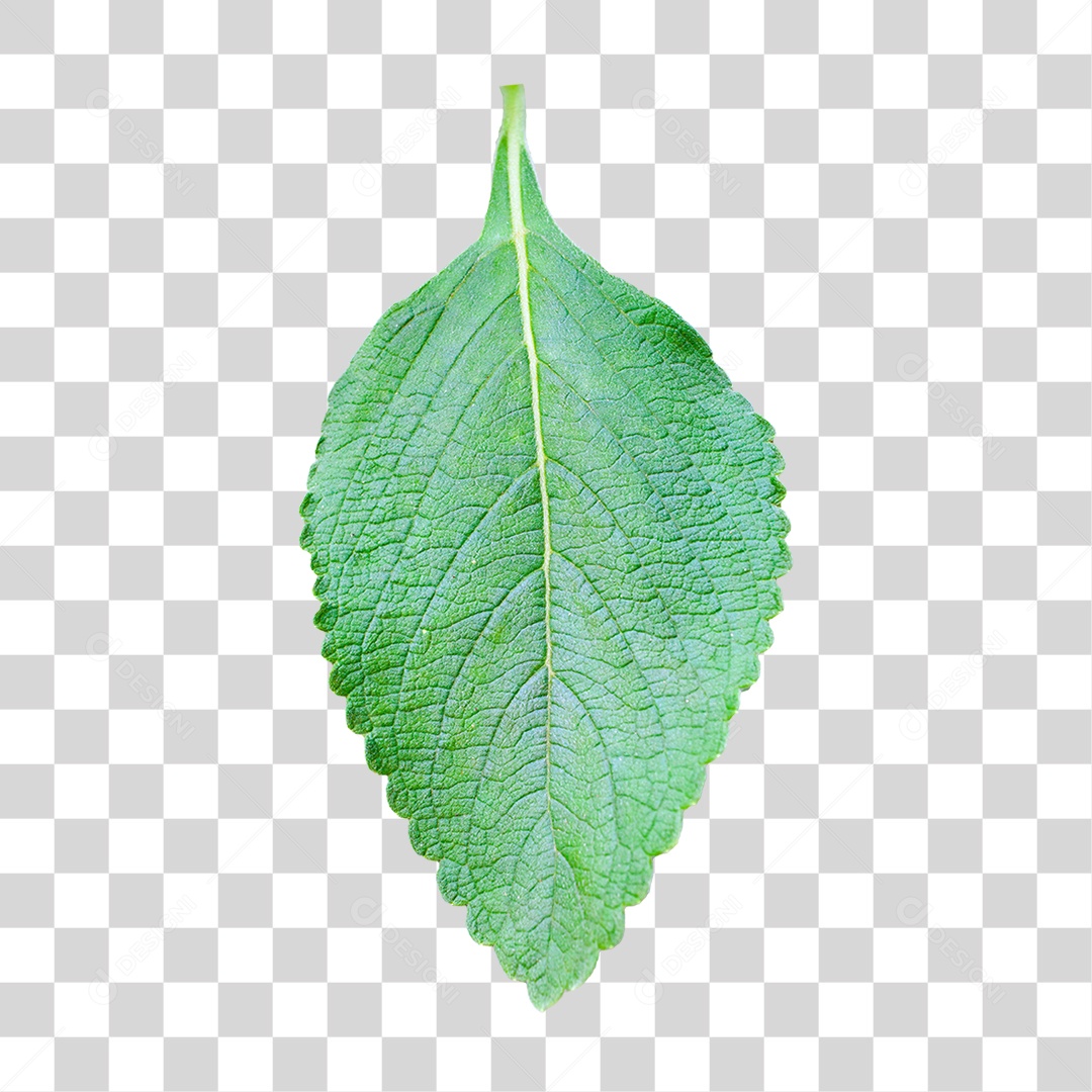 Boldo PNG Transparente