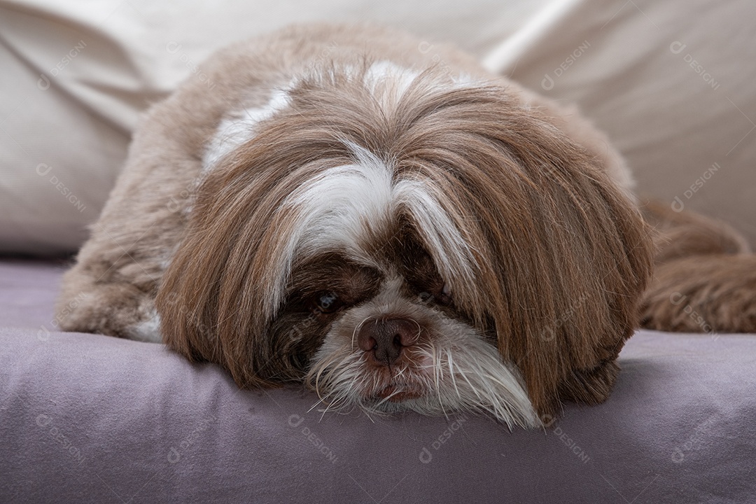 Cachorro cochilando encima do sofá