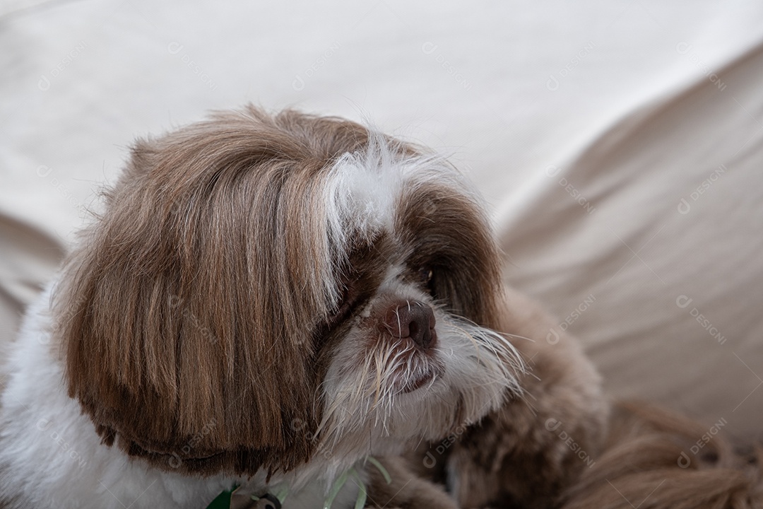 Cachorro fofo distraído