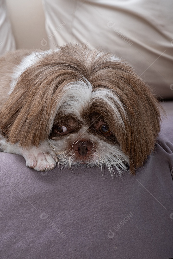 Cachorro triste encima do sofá