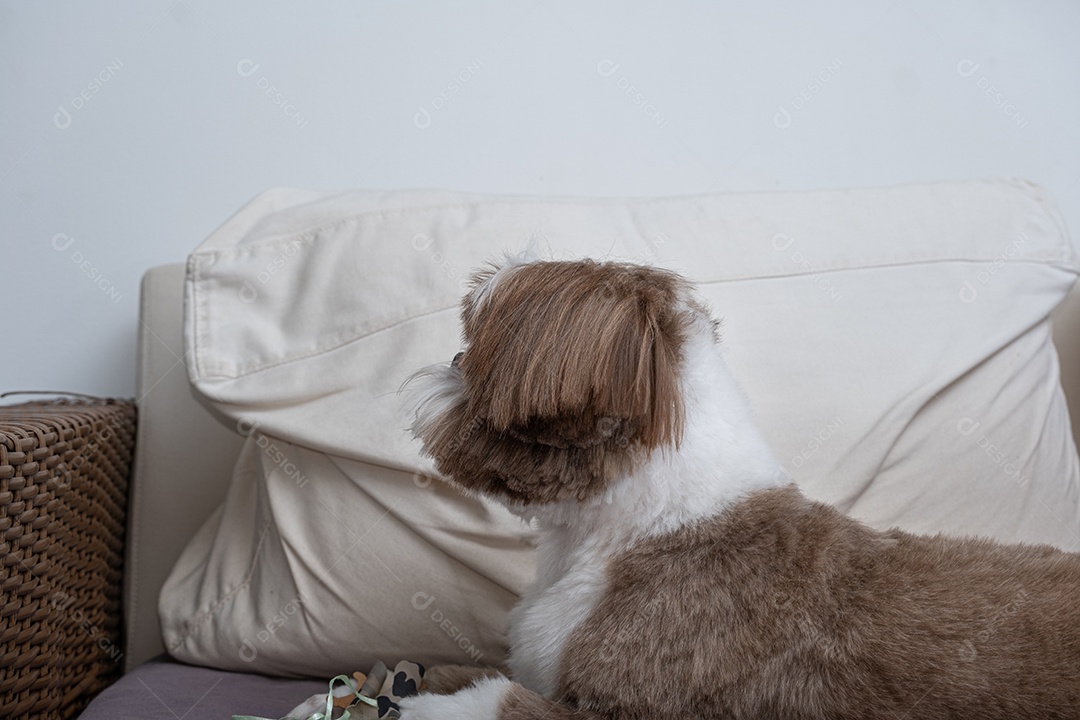 Cachorro distraído fofo