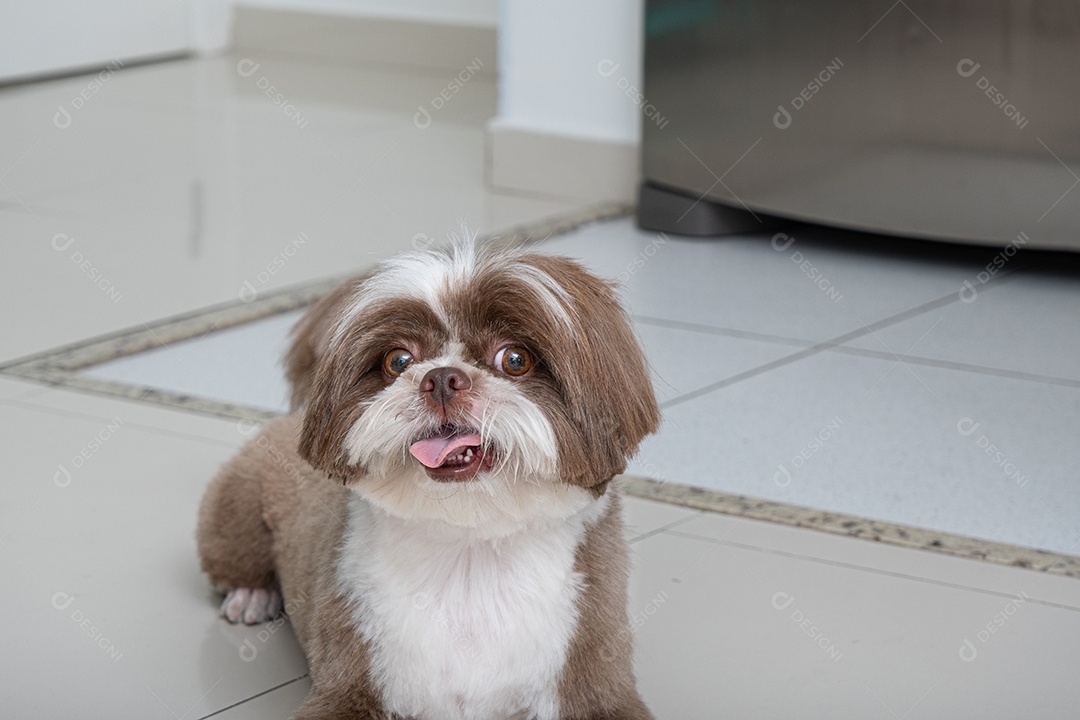 Cachorro fofinho tosado