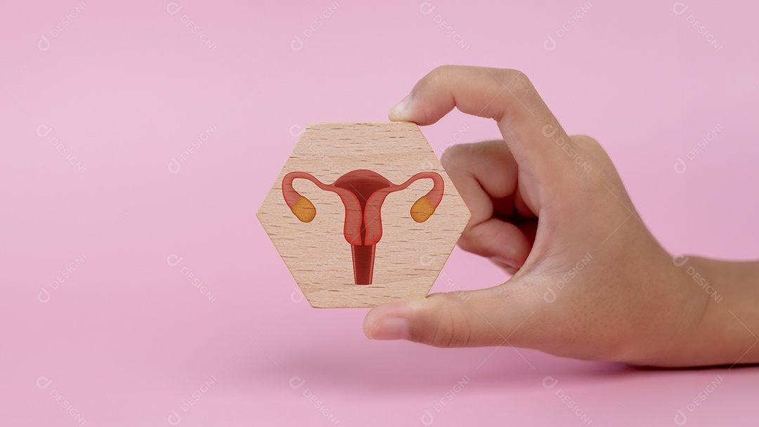 Sistema reprodutivo do útero saúde da mulher