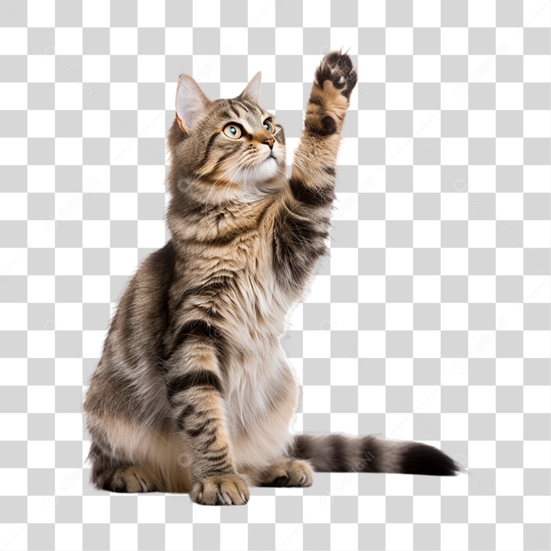 Gato Animal de Estimação PNG Transparente