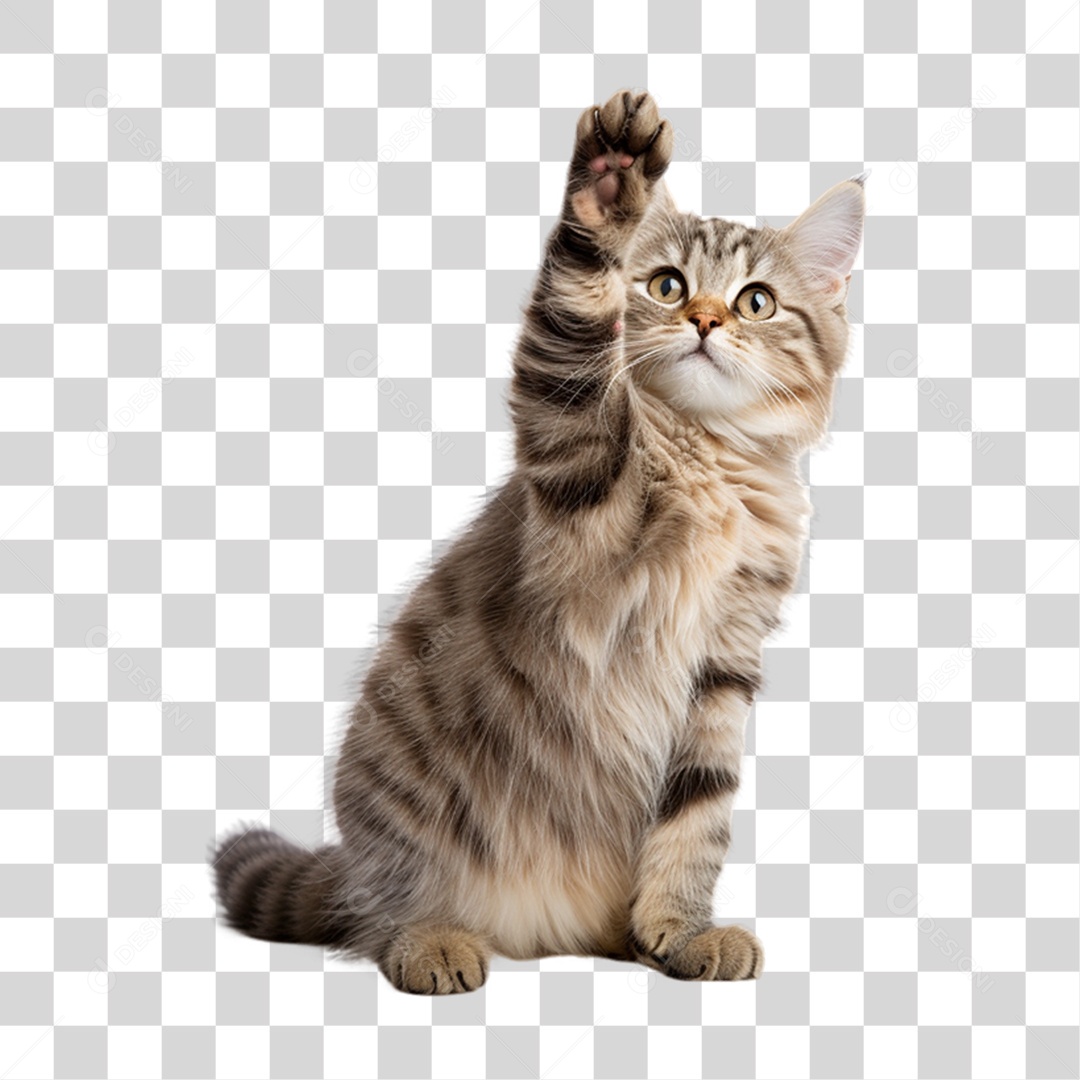 Gato Animal de Estimação PNG Transparente