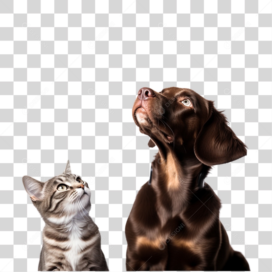 Cachorro e Gato Animais de Estimação PNG Transparente