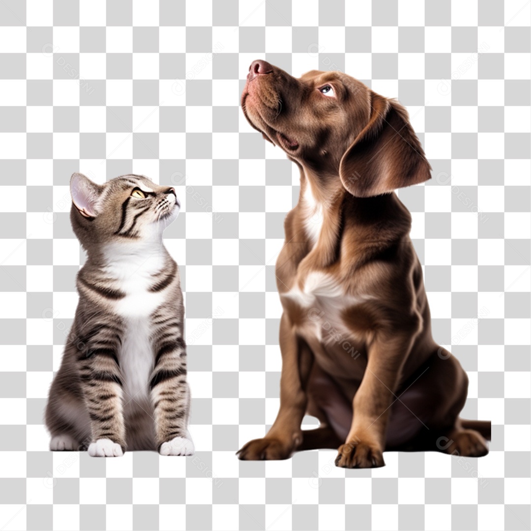 Cachorro e Gato Animais de Estimação PNG Transparente