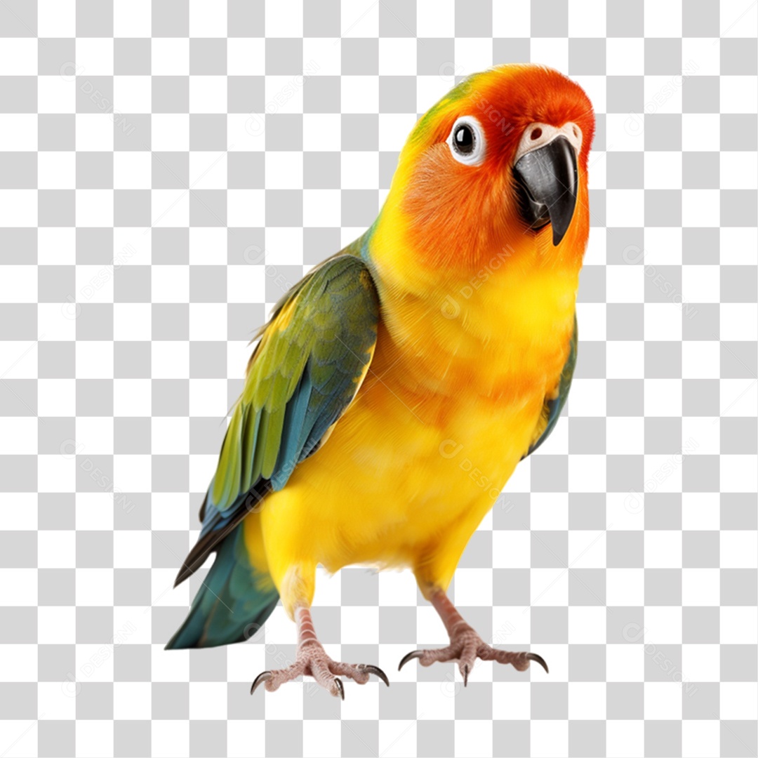 Pássaro Conure Ave PNG Transparente