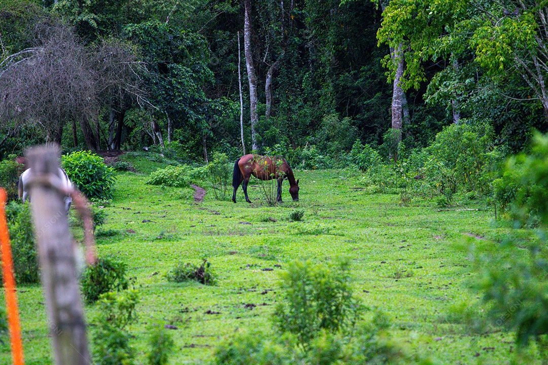 Cavalos ao ar livre em uma fazenda