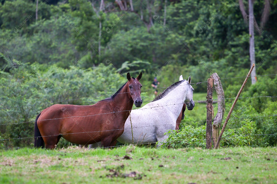 Cavalos ao ar livre em uma fazenda