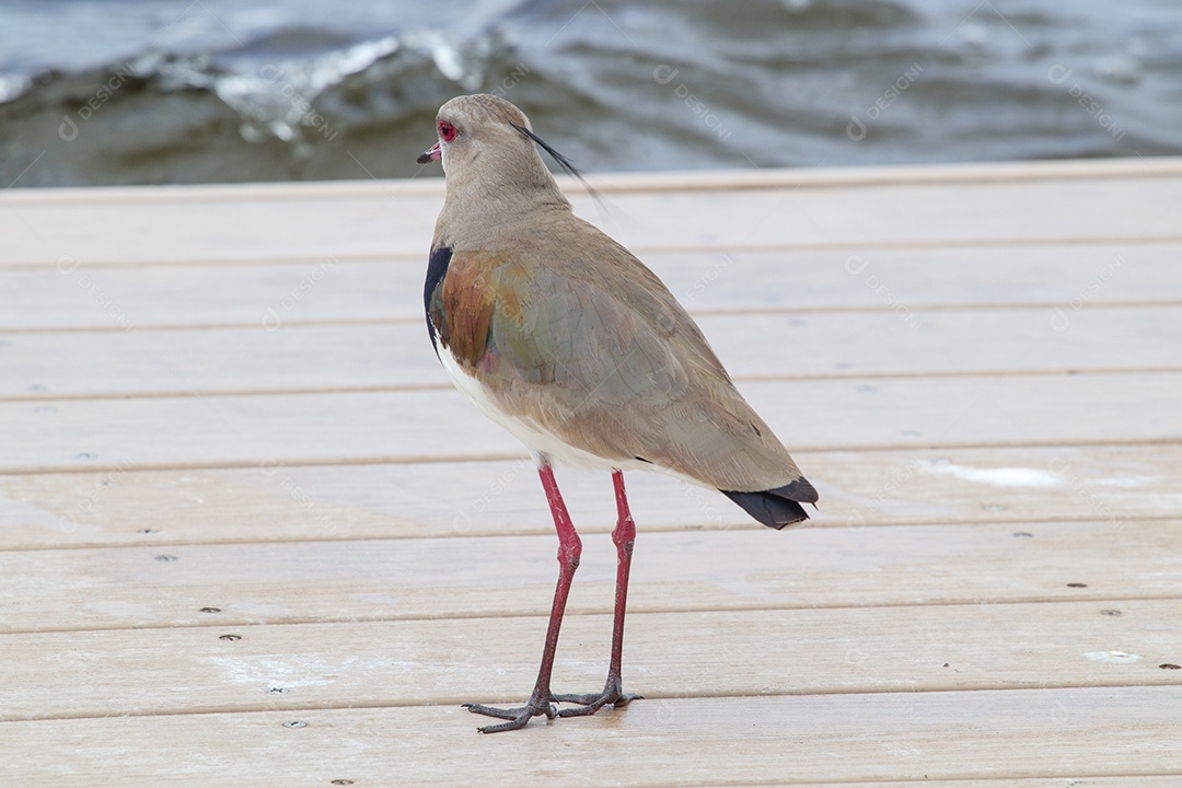 Pássaro eu quero - eu quero na lagoa Rodrigo de Freitas
