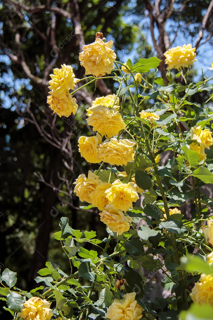 Rosa amarela em um jardim