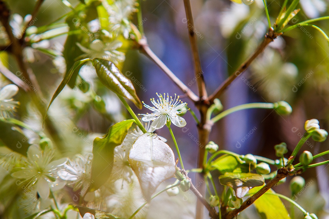 Flor de Pitangueira em um jardim